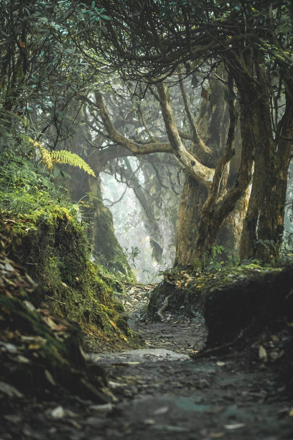 1000x1500 Jungle Background Image: Download HD Background