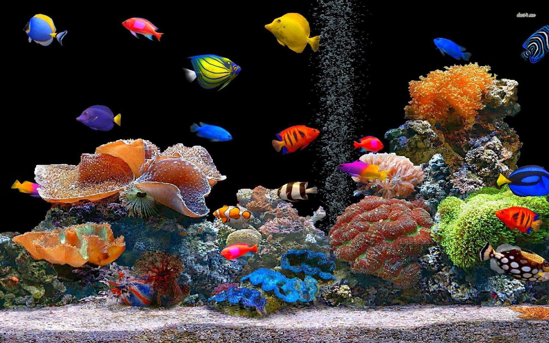 Fish Desktop Wallpapers - Top Free Fish Desktop Backgrounds