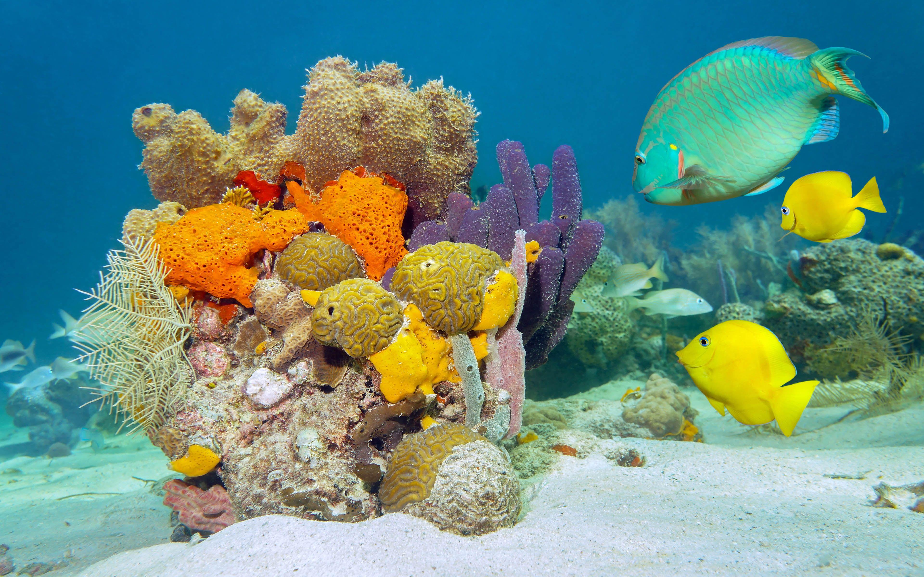 3840x2400 Underwater World Fish Desktop Wallpaper HD :