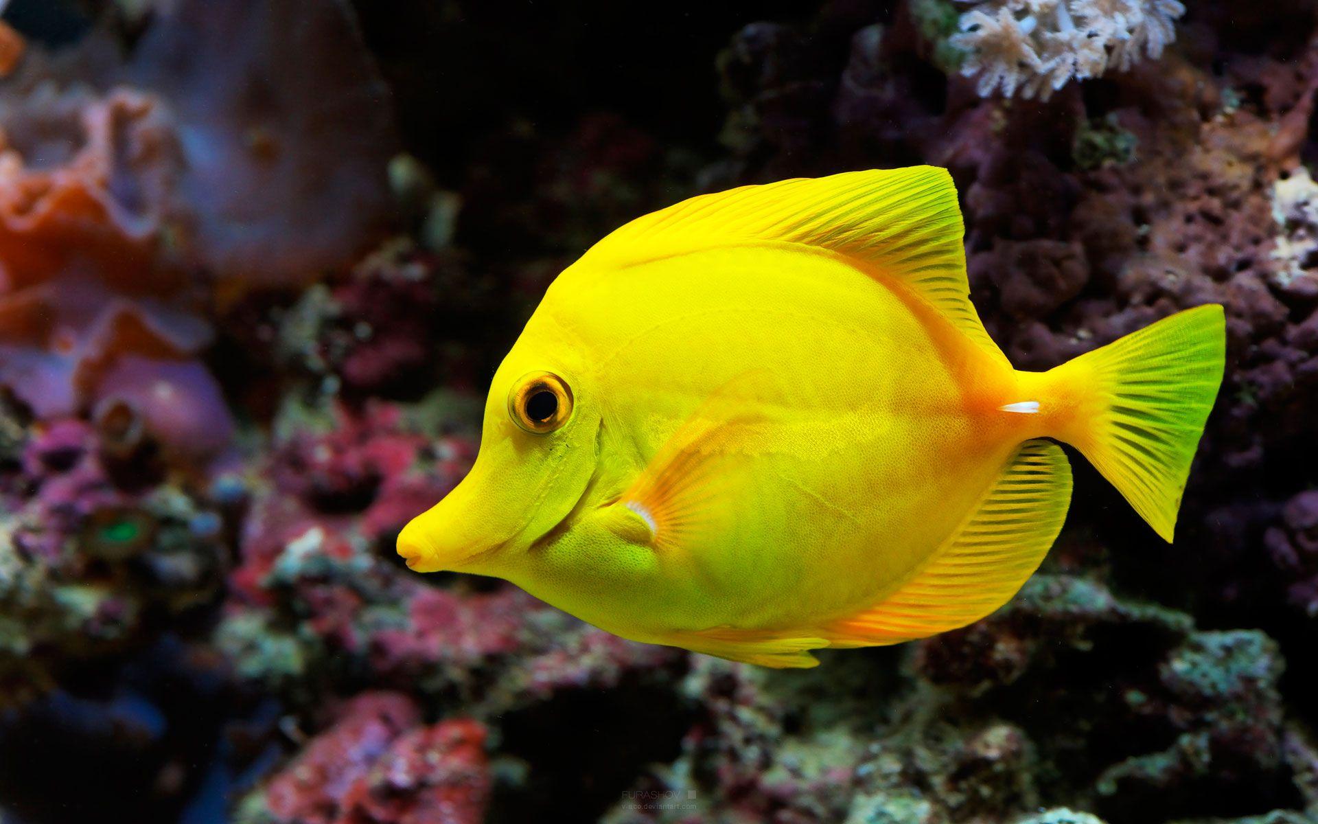 1920x1200 Yellow Fish Desktop Wallpaper HD 22332 1920x1200 px