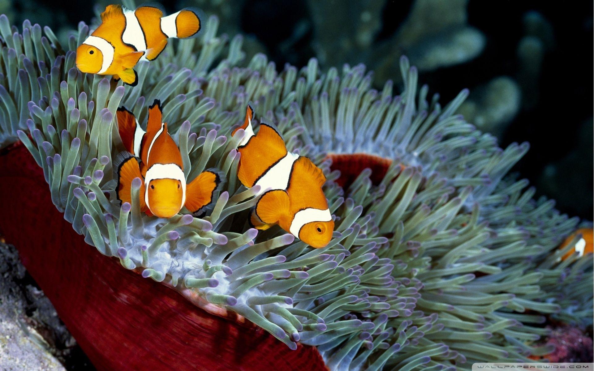 1920x1200 Clown Fish ❤ 4K HD Desktop Wallpaper for 4K Ultra HD TV • Tablet