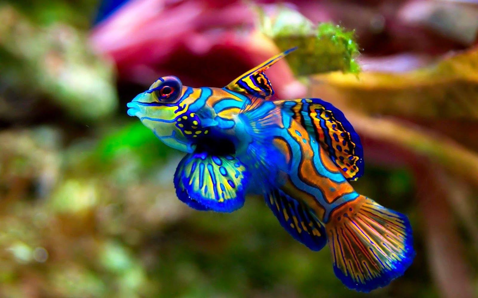 1600x1000 ➞ Latest Colorful Fish Image Photo Wallpaper Free Download