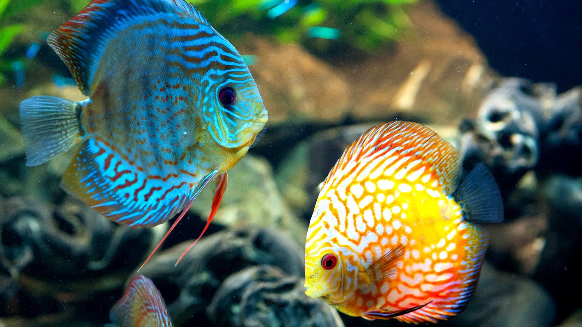 1920x1080 Fish Wallpaper 48 Go Go Away