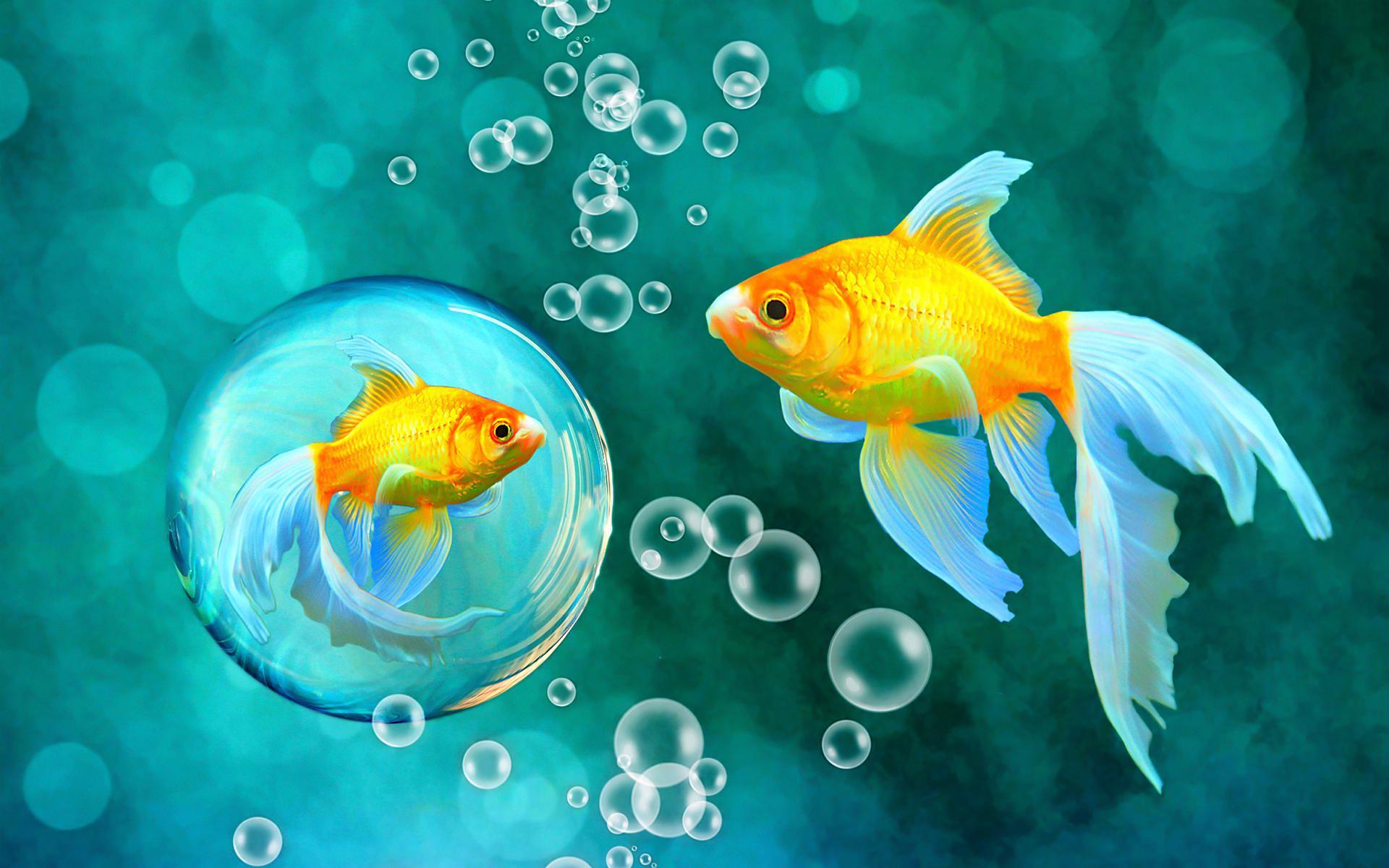 1920x1200 Bubbles Goldfish Blue Bokeh Sea Fish Fishes Underwater Water Gold