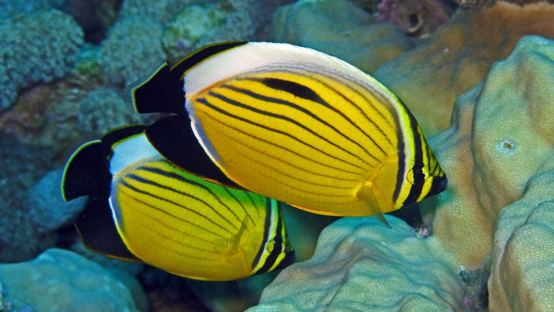 1920x1080 Butterflyfish Tag wallpaper: Tropical Sea Ocean Butterflyfish
