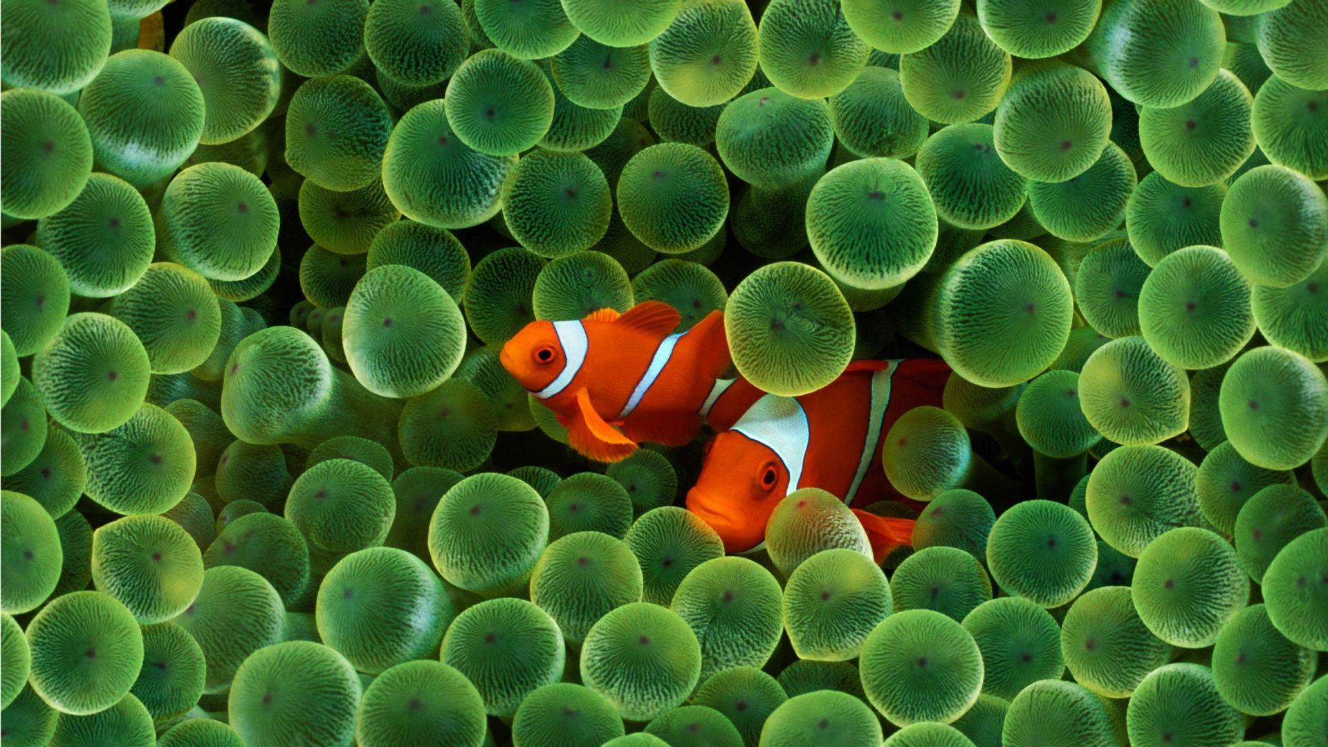 1920x1080 Clown Fish desktop PC and Mac wallpaper