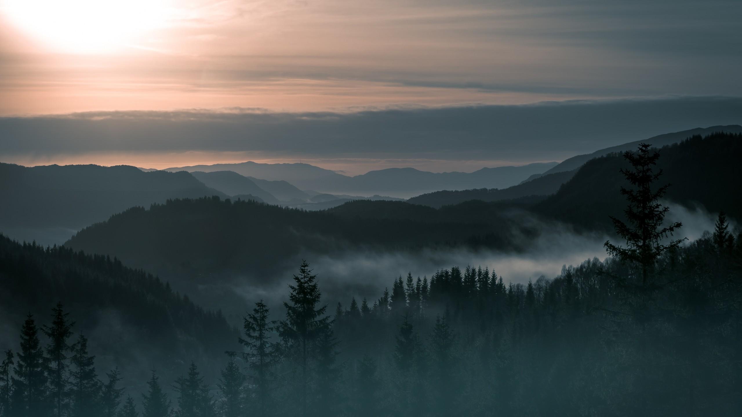 2560x1440 Aesthetic Forest HD Wallpaper