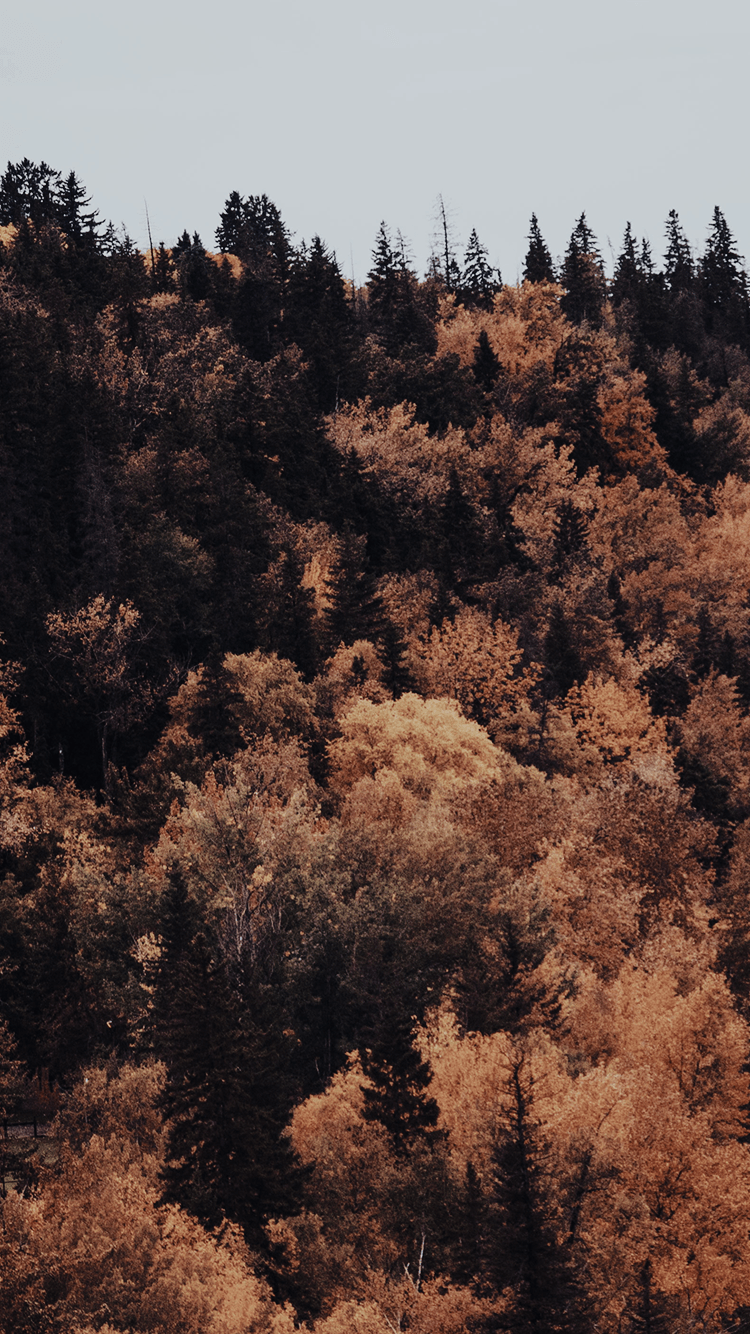 750x1334 fall wallpaper. Fall wallpaper tumblr, Fall wallpaper, Cute fall wallpaper