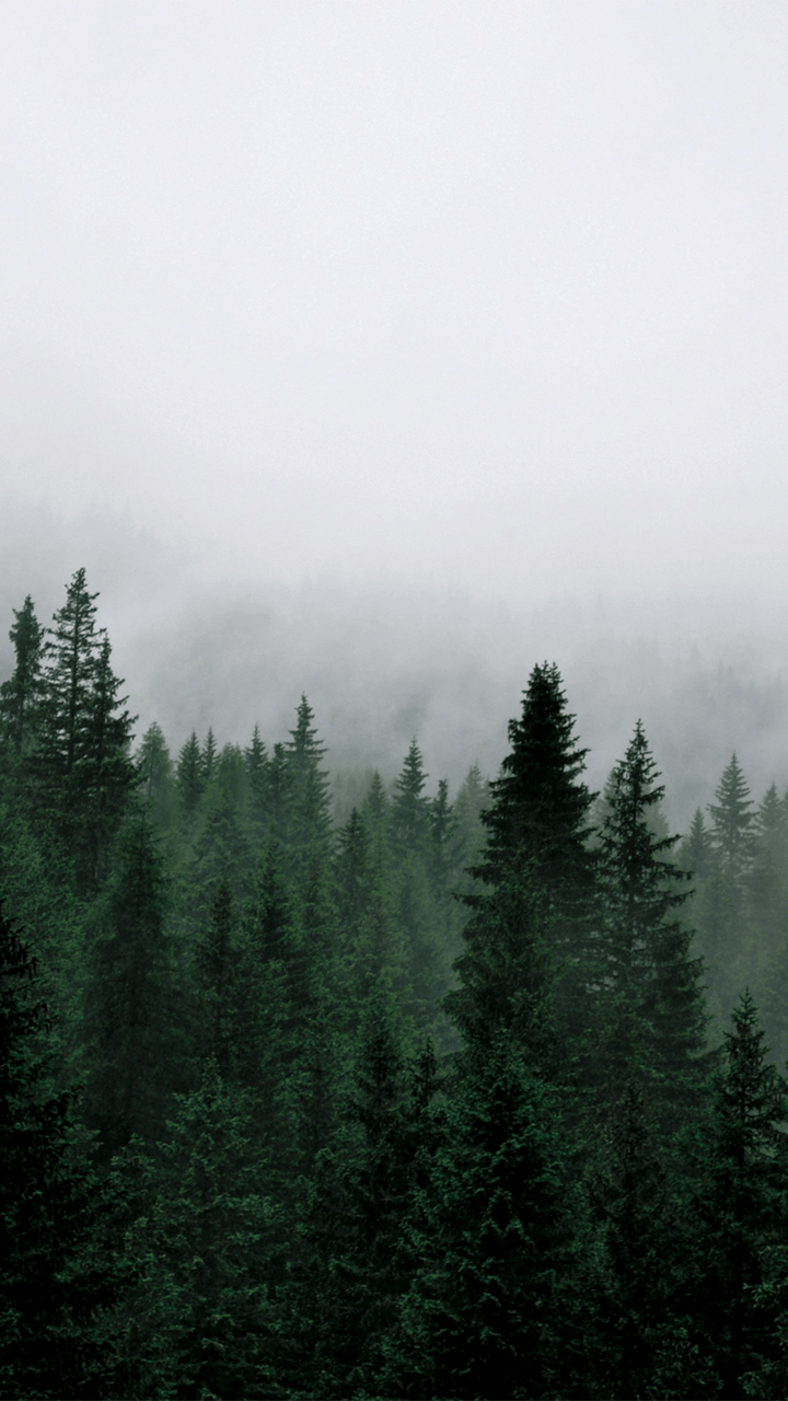 720x1280 Forest. via Tumblr discovered