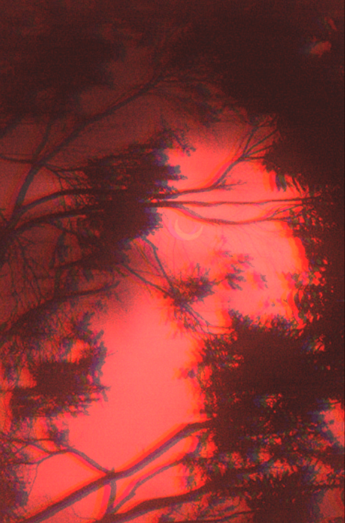 1181x1789 Grunge Forest Aesthetic .