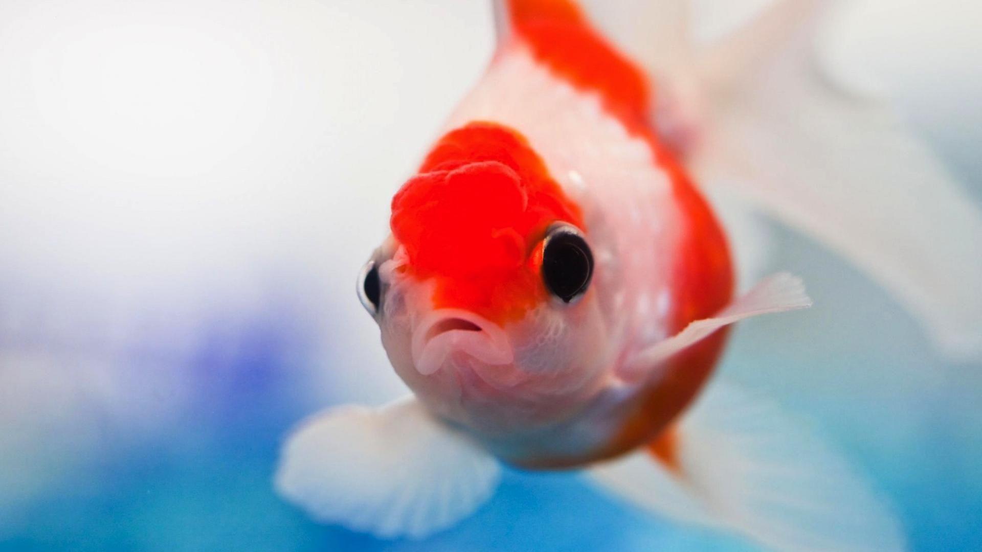 1920x1080 Hd Beautiful Ornamental Fish Desktop Background Widescreen and HD