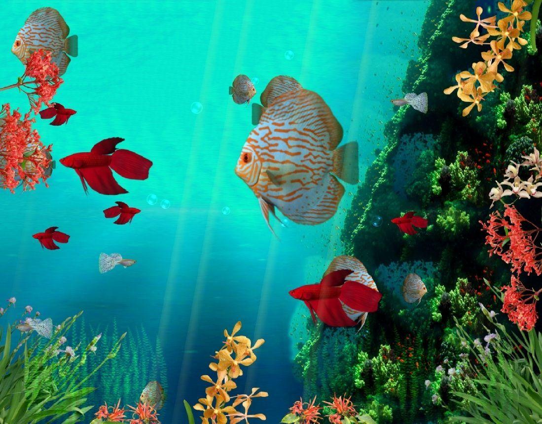 1099x861 Fresh Free Animated Fish Desktop Wallpaper Gallery Wallpaper HD