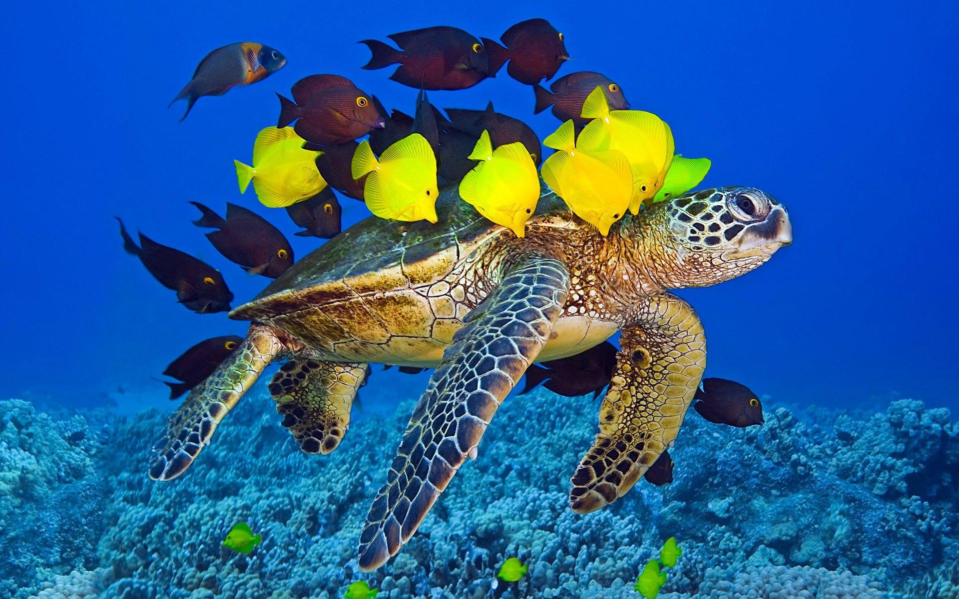 1920x1200 Turtle With Fish Desktop Background HD 1920x1200