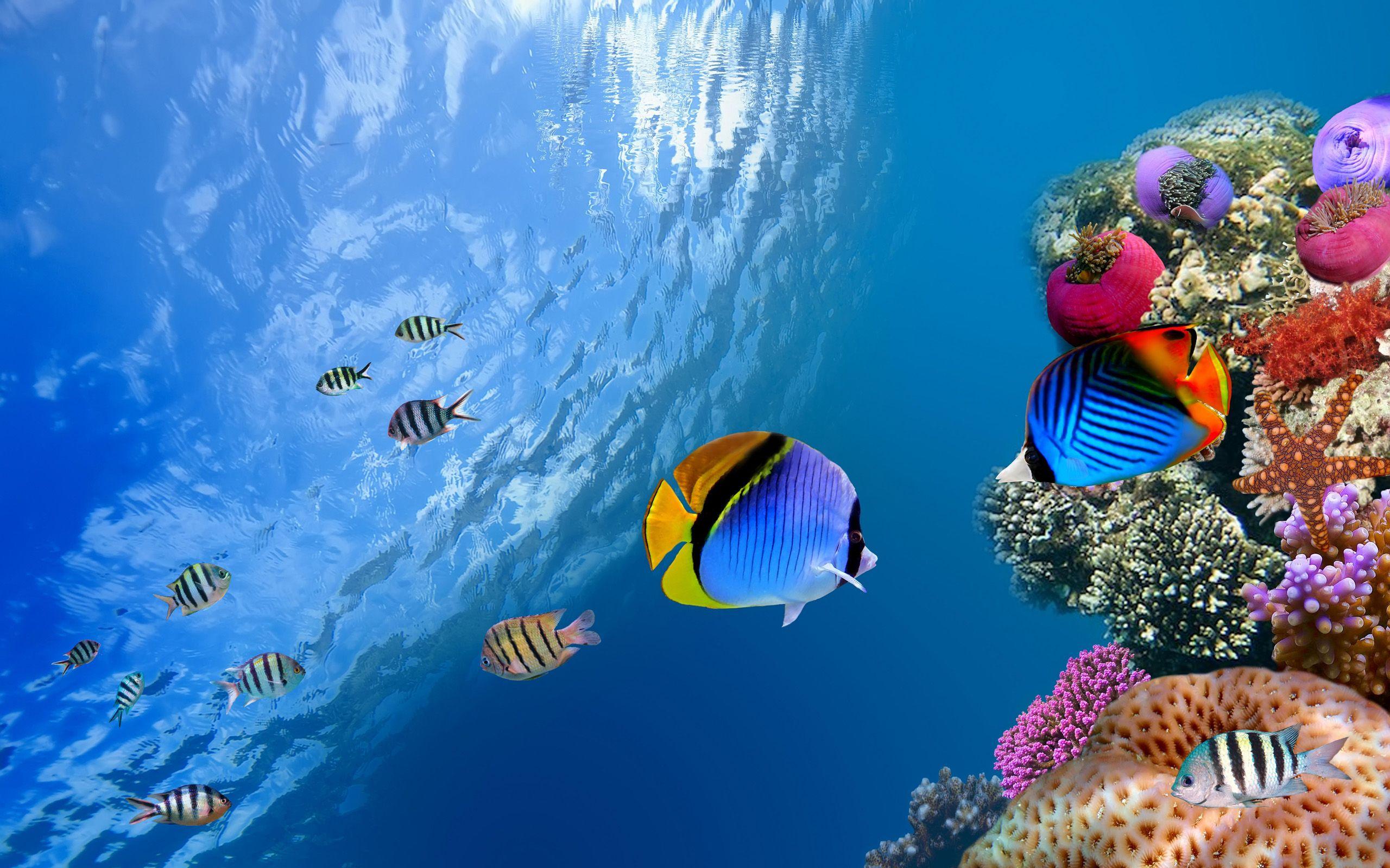 Fish Desktop Wallpapers - Top Free Fish Desktop Backgrounds ...