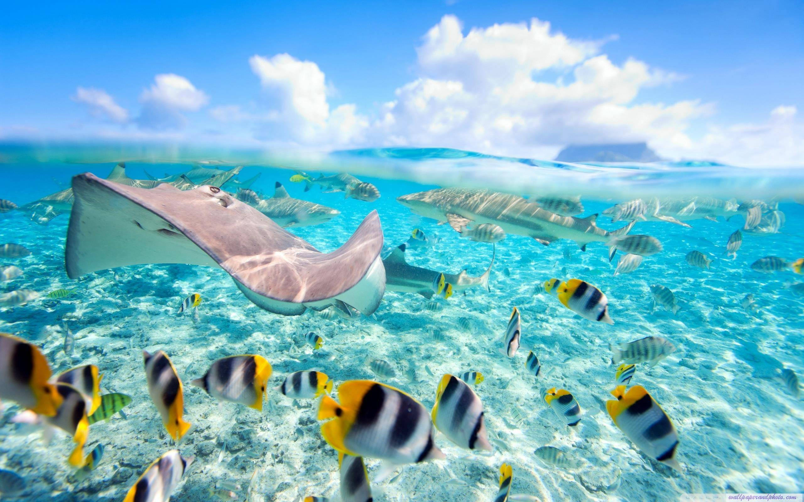 2560x1600 Tropical Fish Desktop Wallpaper