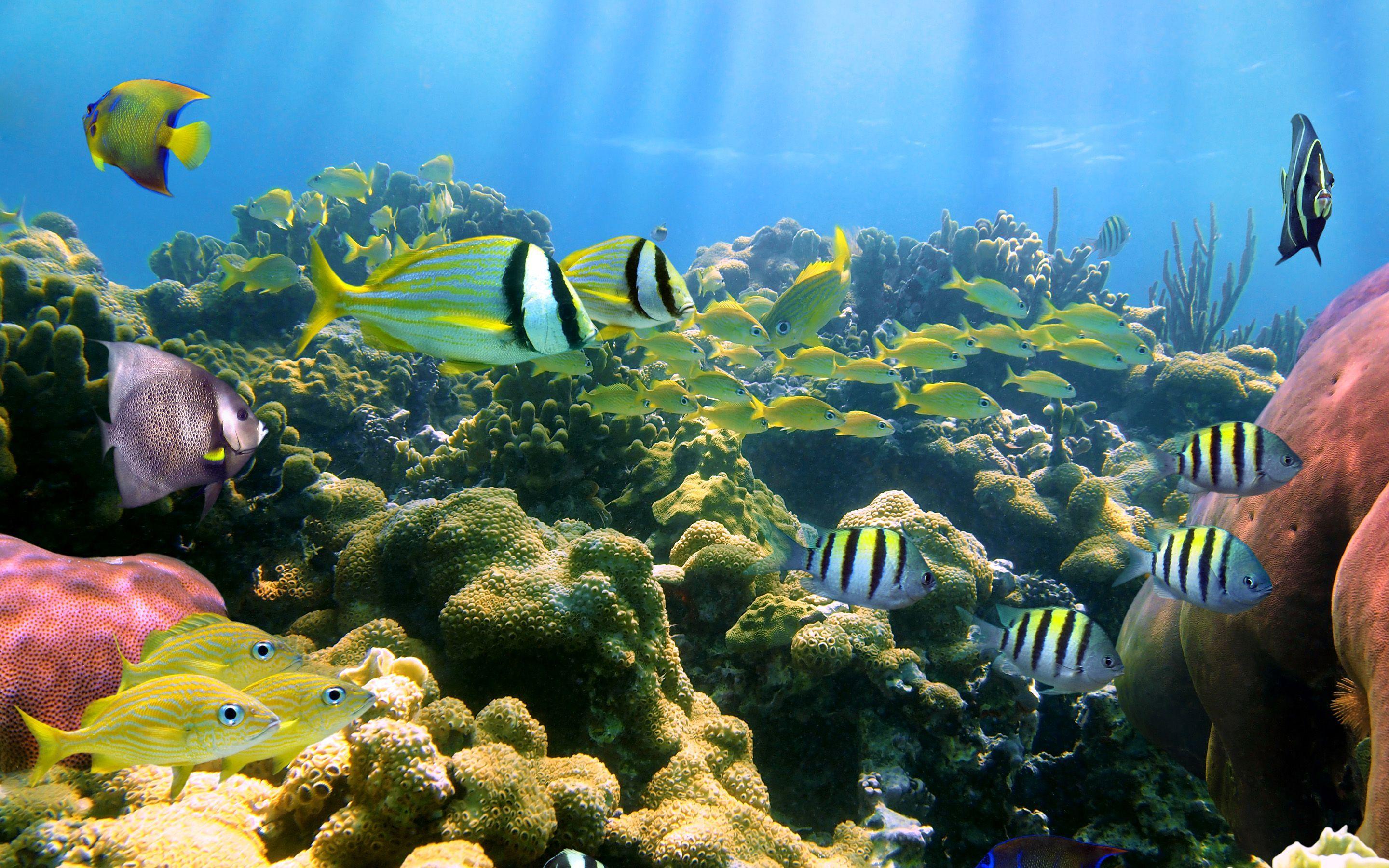 2880x1800 animated fish wallpaper