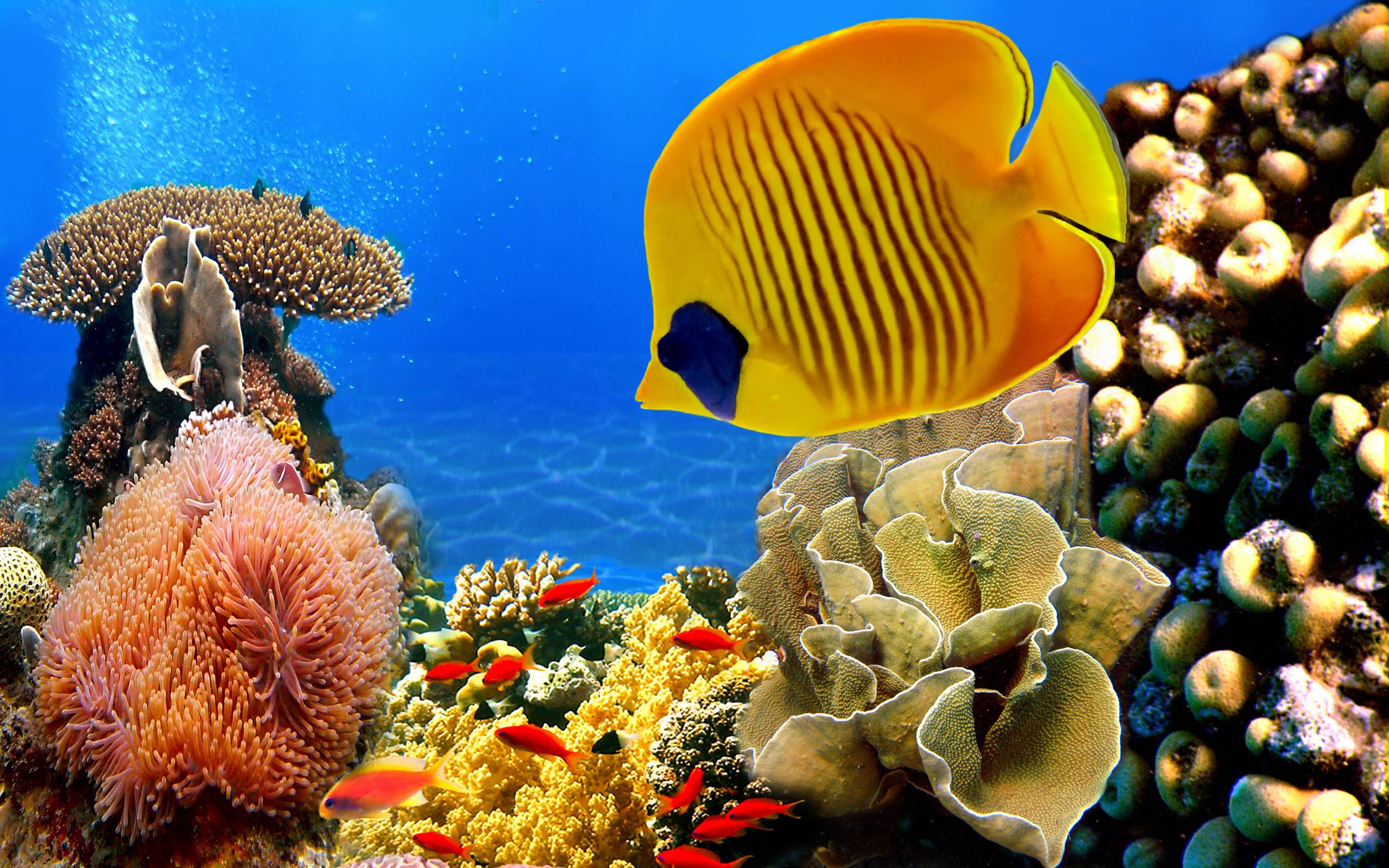 2560x1600 free fish desktop wallpaper