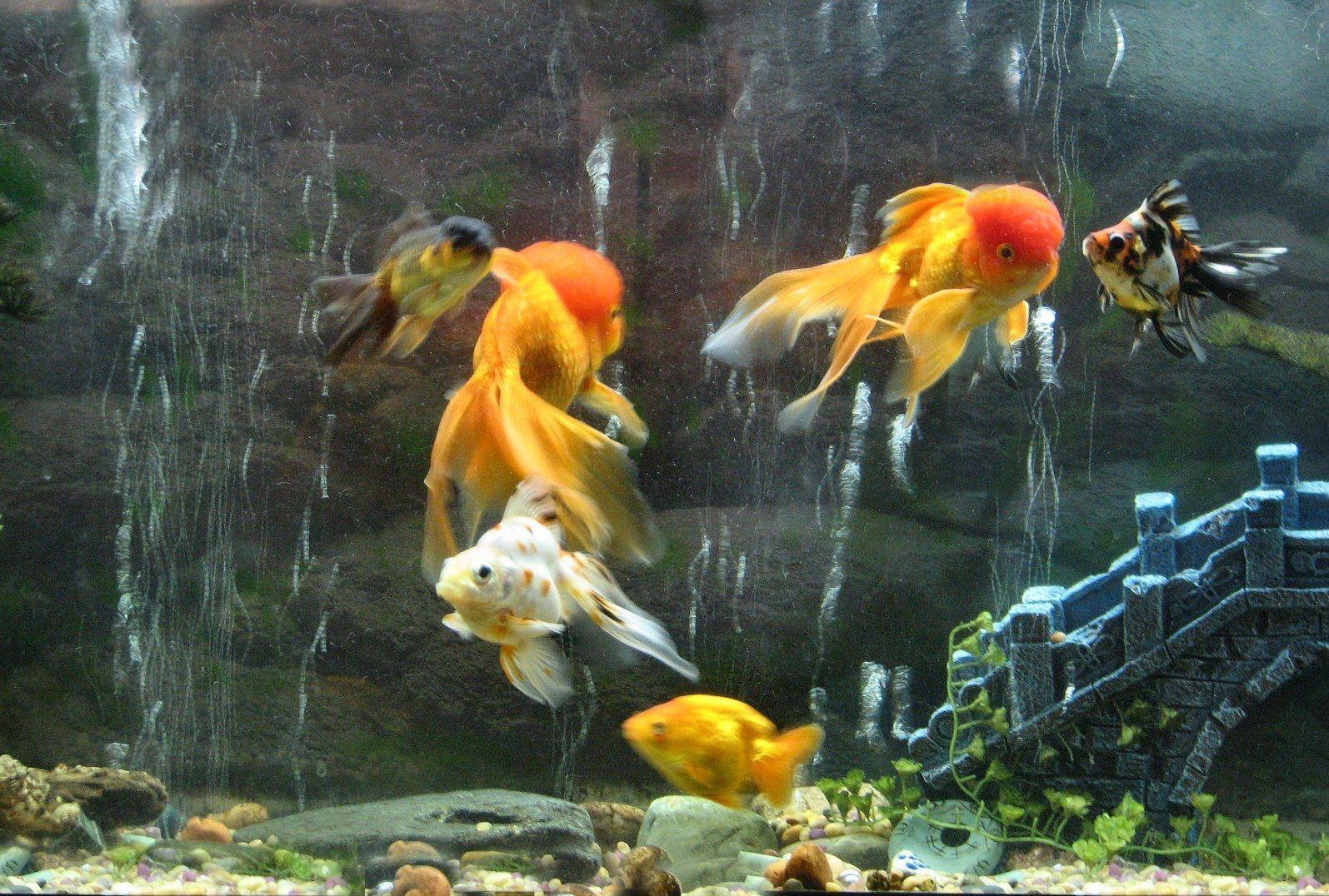 1595x1076 desktop wallpaper aquarium fish desktop HD 3D fish aquarium