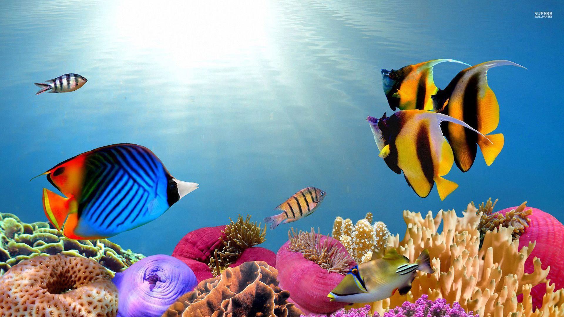1920x1080 Tropical Fish Desktop Wallpaper WPPSource 1920x1080