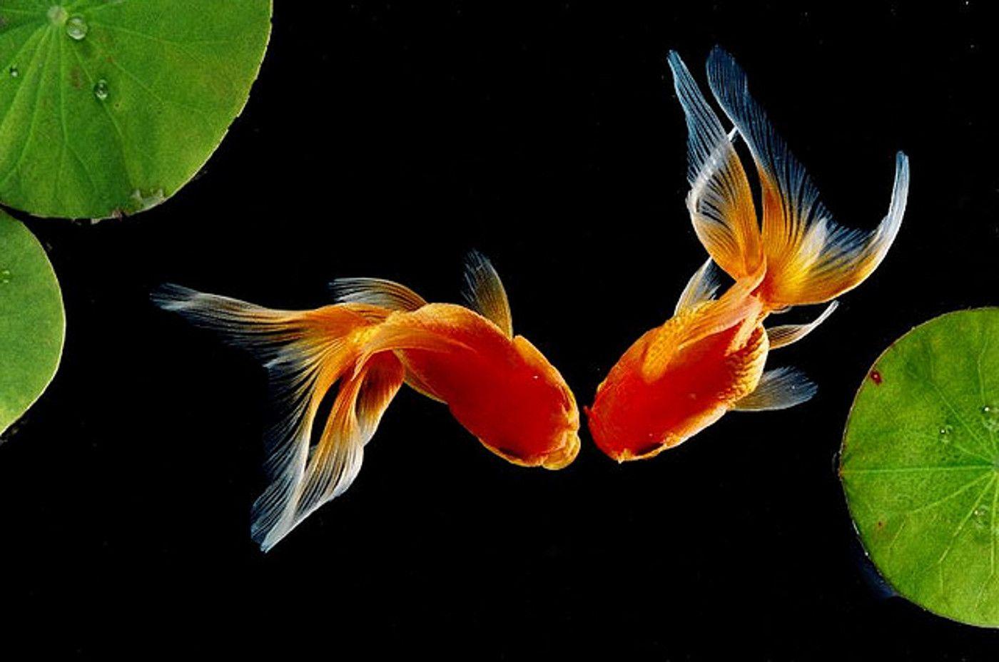 1400x928 Gold Fish HQ Background Wallpaper 18805