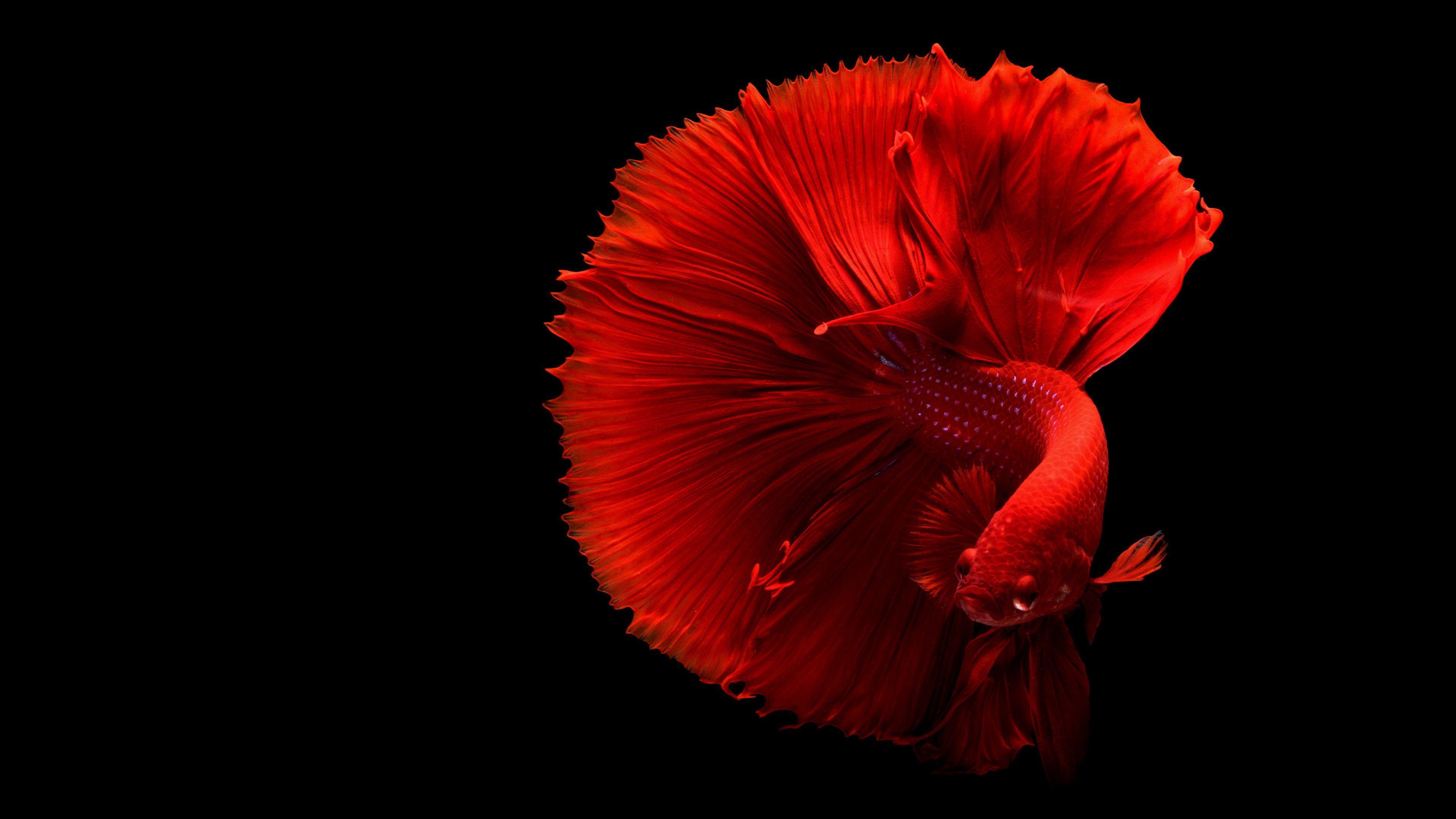 Betta Wallpapers - Top Free Betta Backgrounds - WallpaperAccess