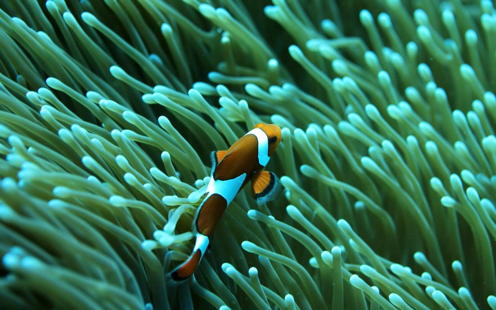 1600x1000 beautiful desktop wallpaper 2014: Clownfish saltwater aquarium reef fish wallpaper