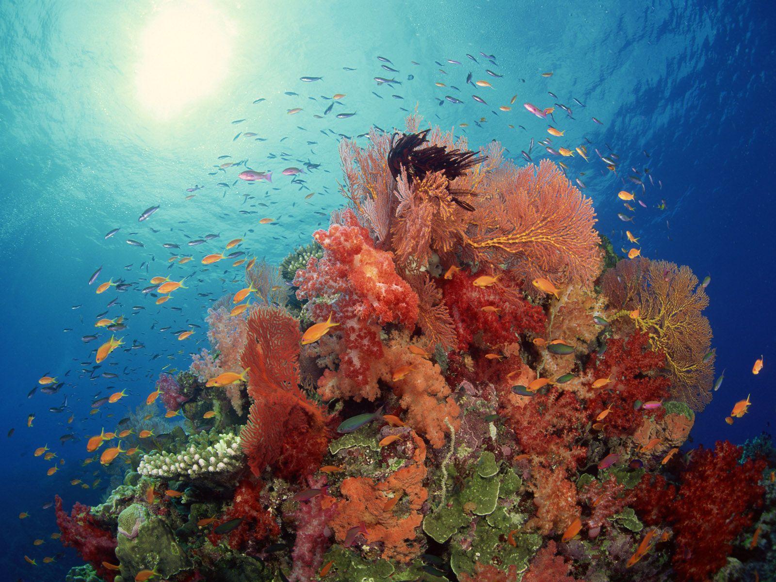 1600x1200 Corral Reef Plants Fish Desktop Wallpaper