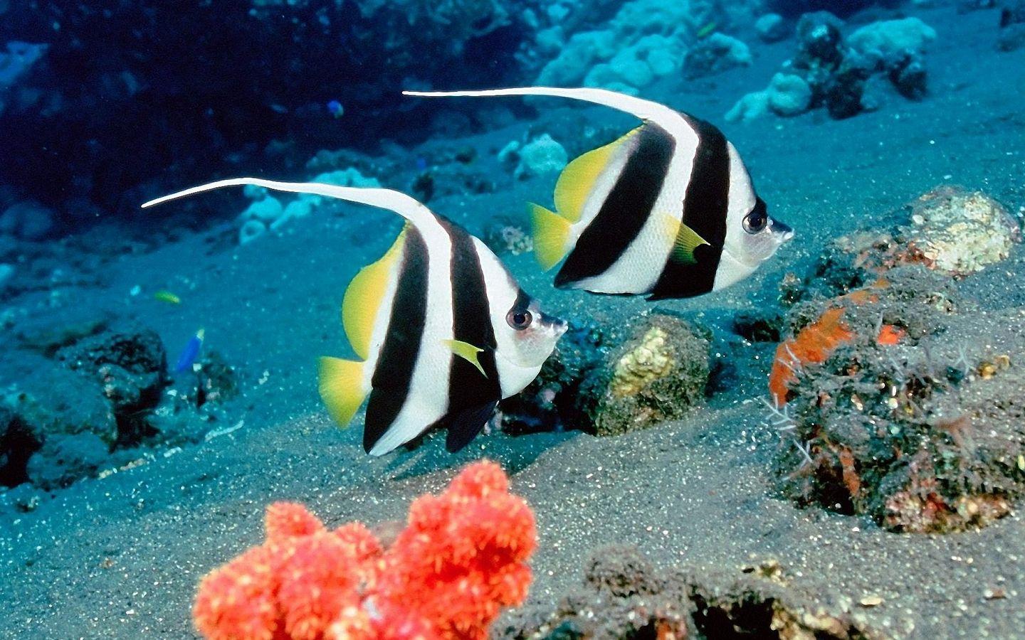 1440x900 Under Sea Life Fish Desktop Wallpaper HD