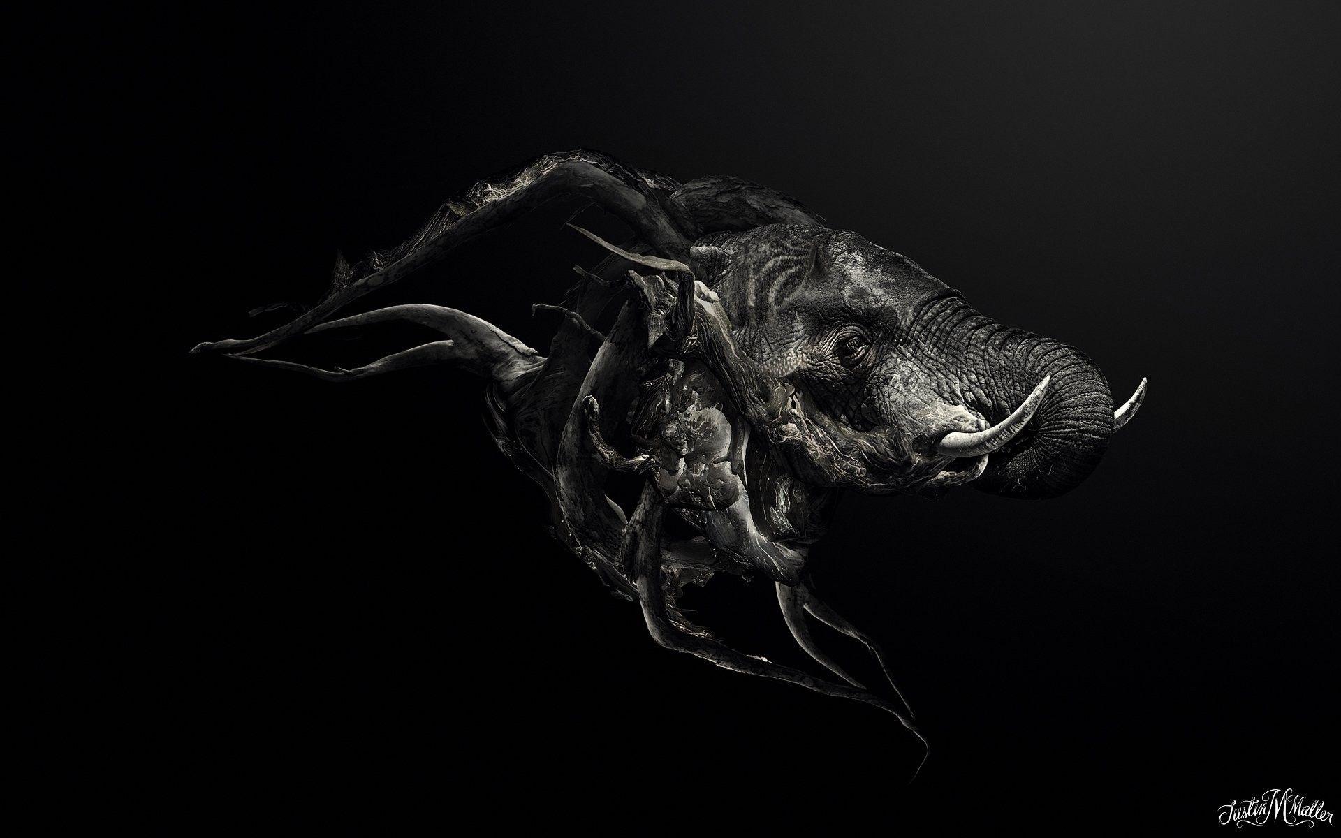 1920x1200 Abstract Wallpaper Animals