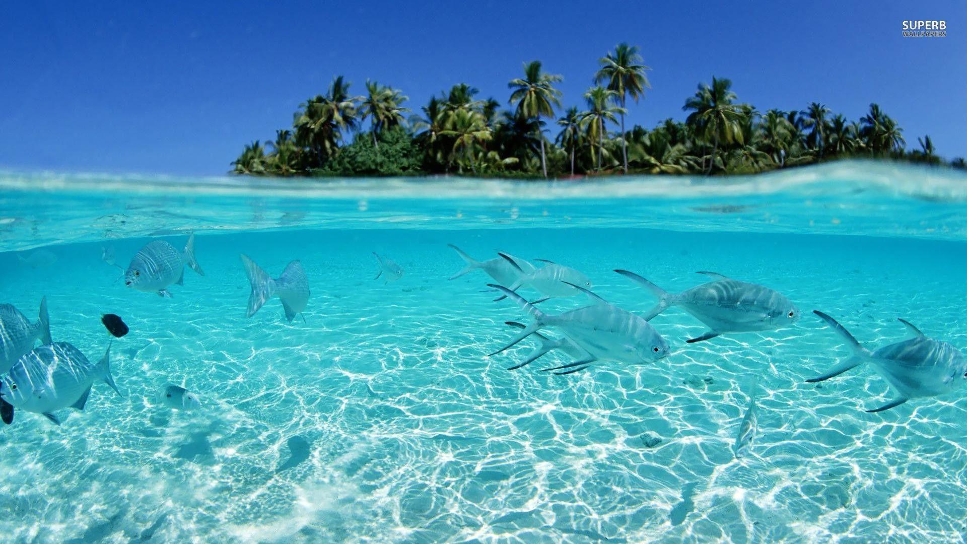1920x1080 Tropical Fish Background