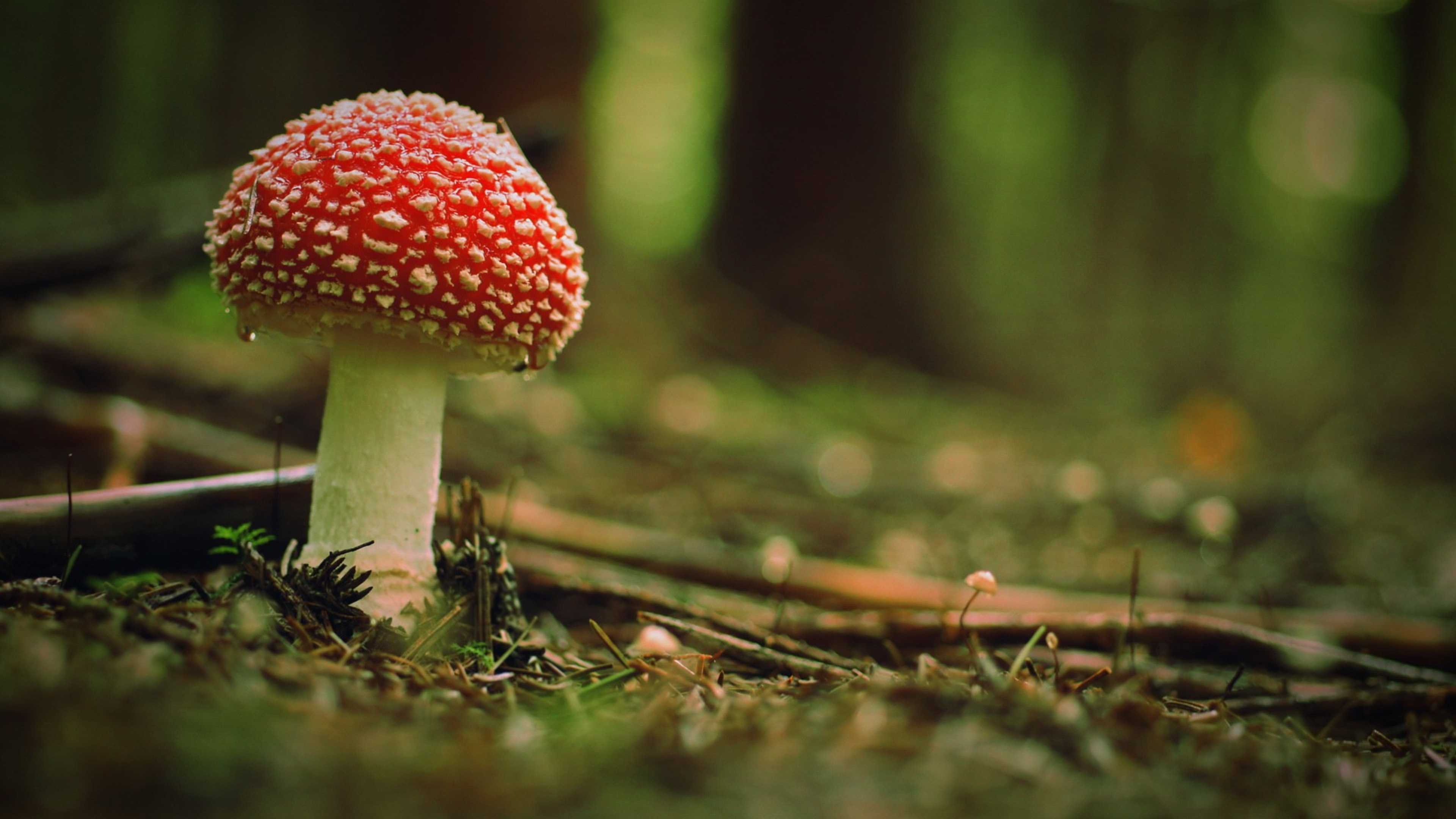 3840x2160 Free download Download Wallpaper 3840x2160 Beautiful poison mushroom in the woods [3840x2160] for your Desktop, Mobile & Tablet. Explore Mushroom Wallpaper. Mario Mushroom Wallpaper, Morel Mushroom Wallpaper, Mushroom Wallpaper for Desktop