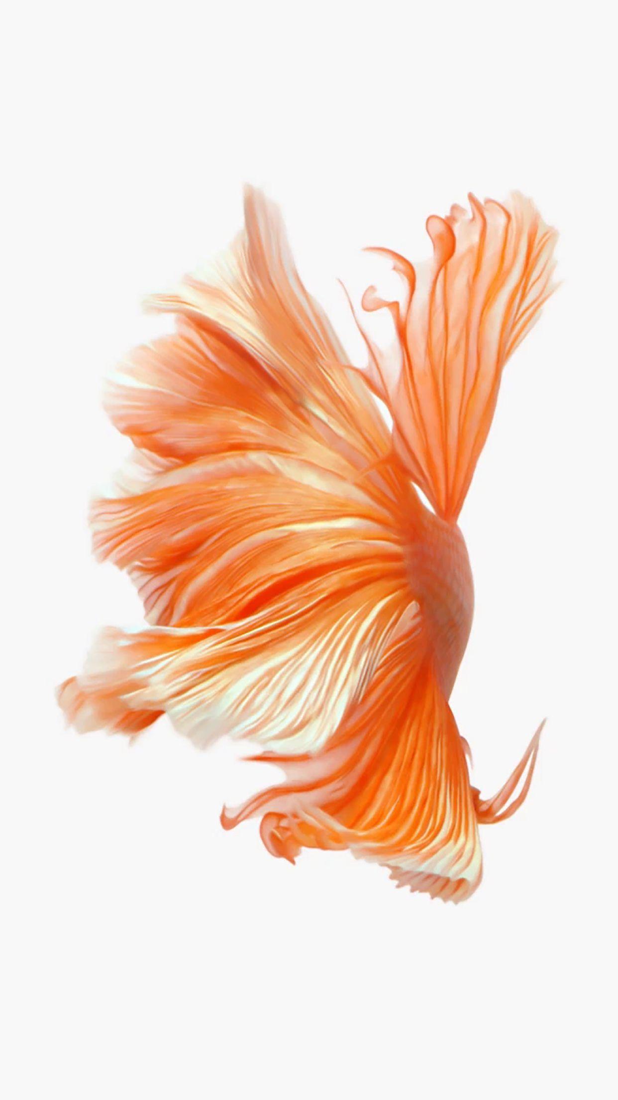 1242x2208 iPhone Wallpaper iOS 6 .