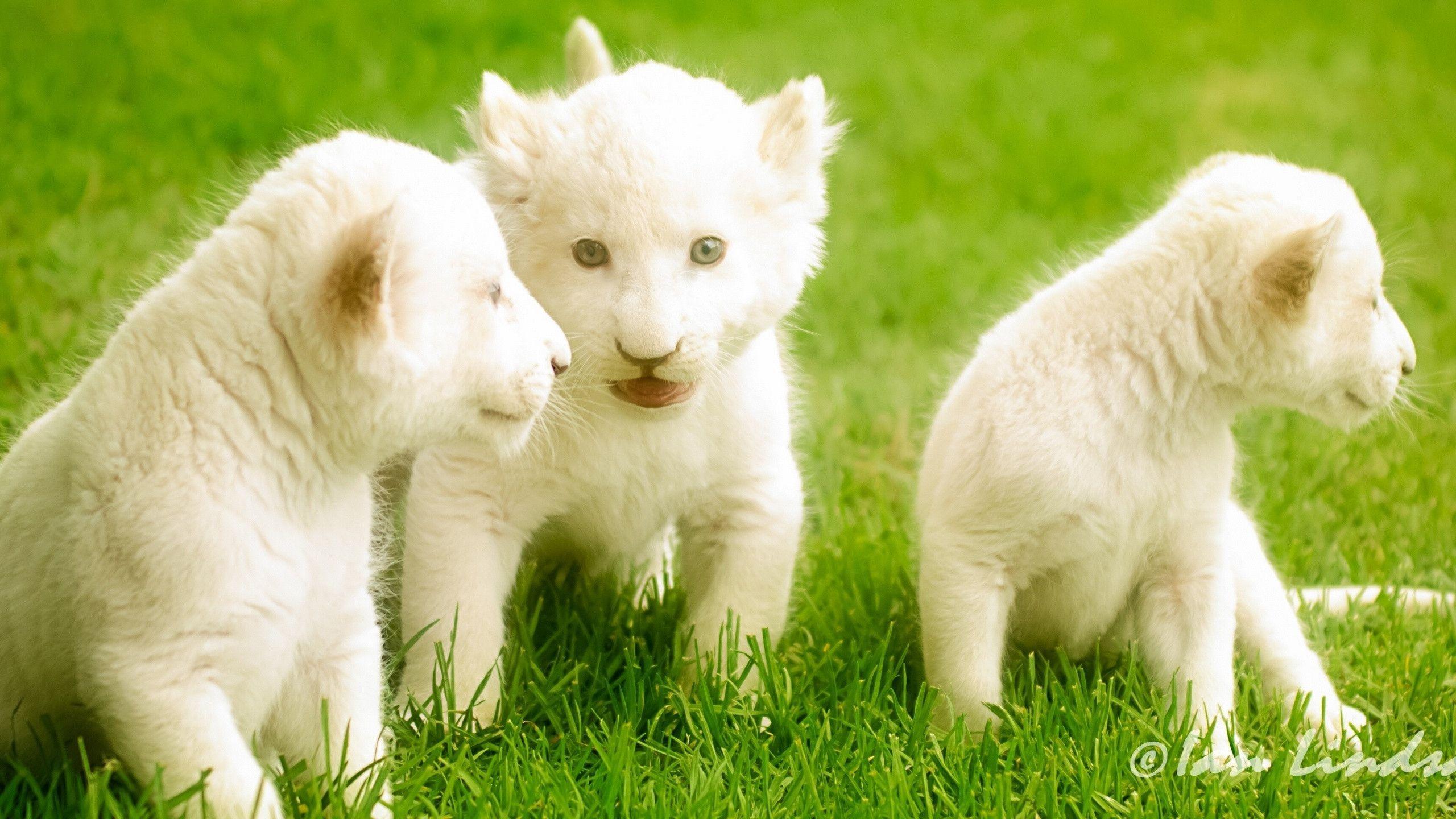 2560x1440 Lion Cubs Wallpaper