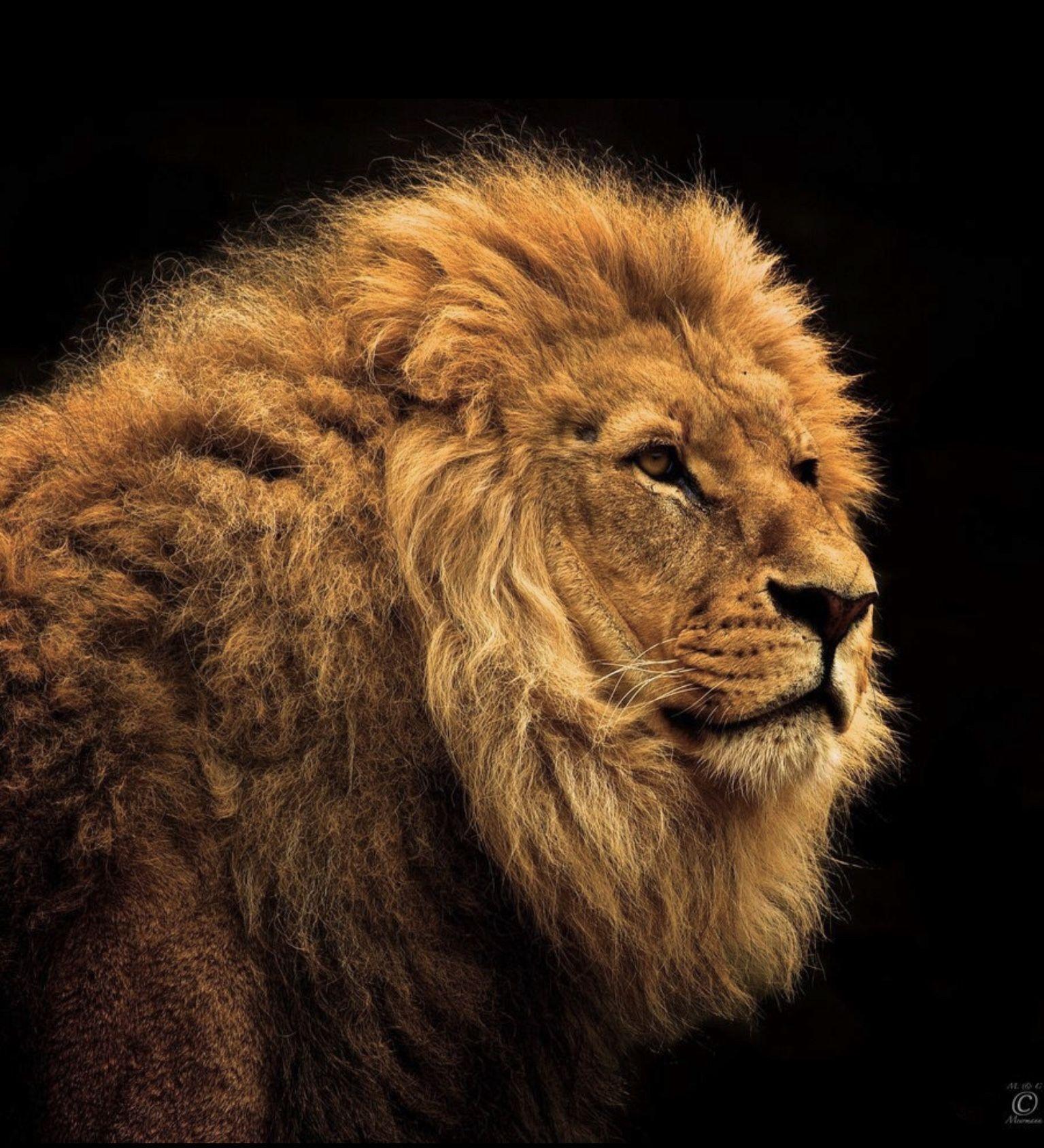 1535x1688 Golden lion king. Lion picture, Animals, Lions photo