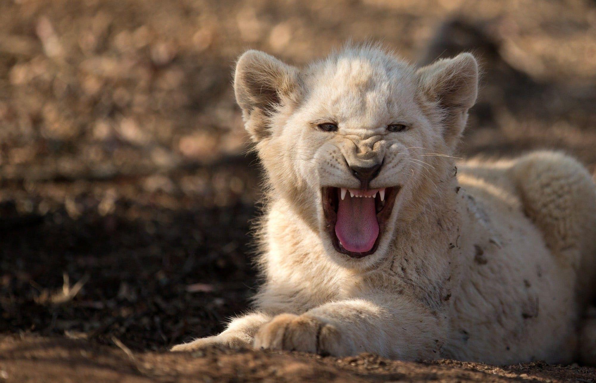 2000x1285 2000x White Lion Cub Roaring High Quality Wallpaper Lion Cub Roaring