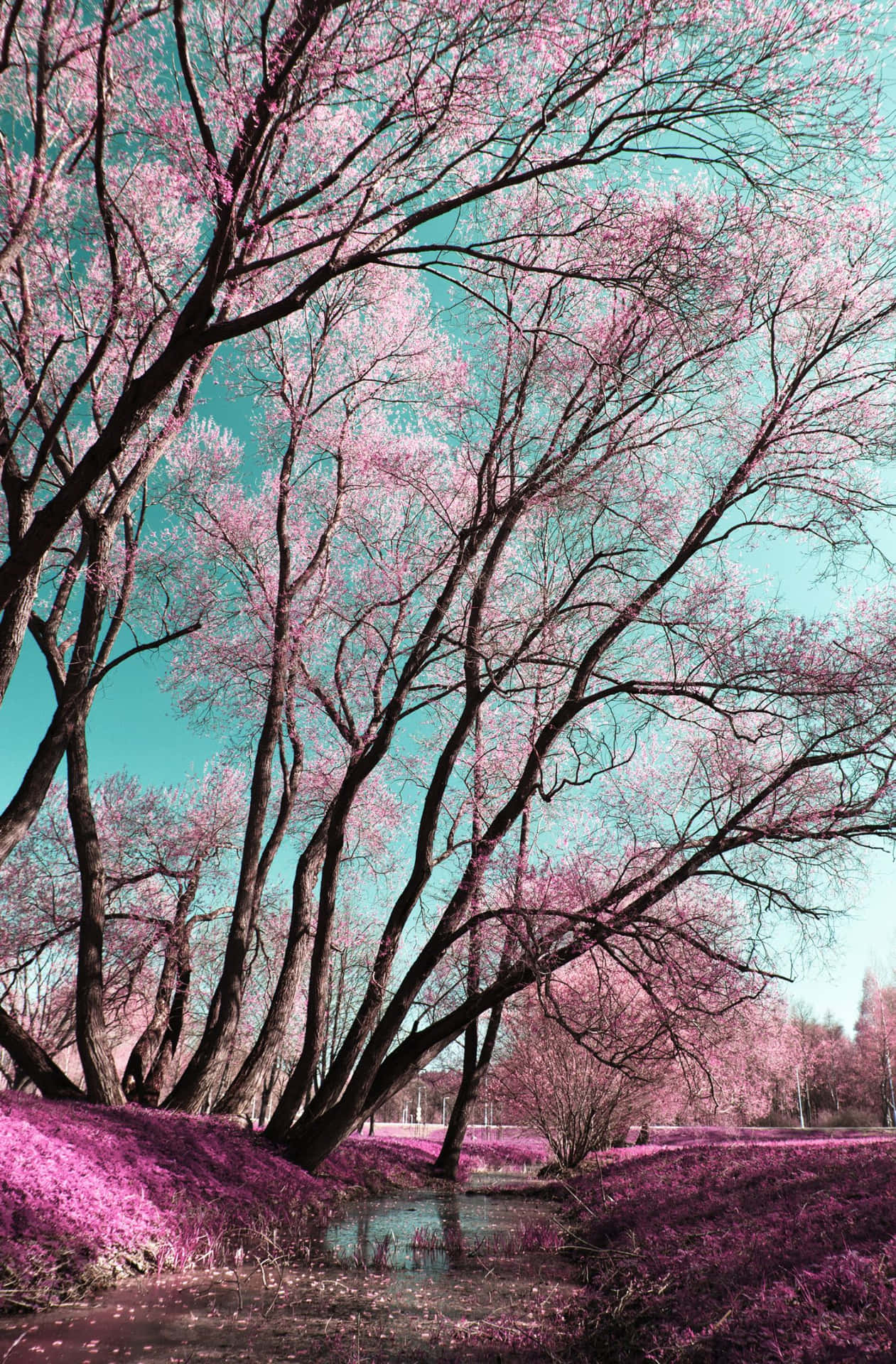 1261x1920 1488x2266 Wallpaper