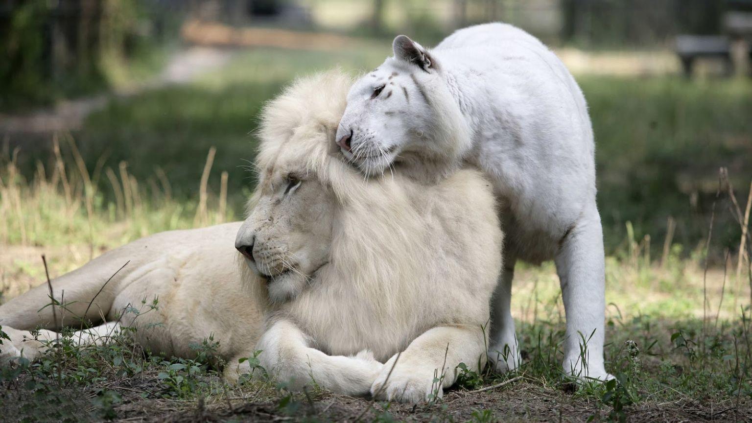 1536x864 Free download White Lion Cubs Wallpaper White lion cubs wallpaper [1600x900] for your Desktop, Mobile & Tablet. Explore Wallpaper Of White Lion. Black and White Lion Wallpaper, Cool Lion