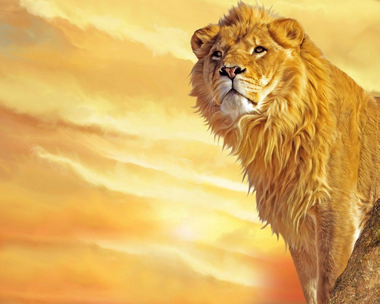 1280x1024 Lion Wallpaper Black and Gold .