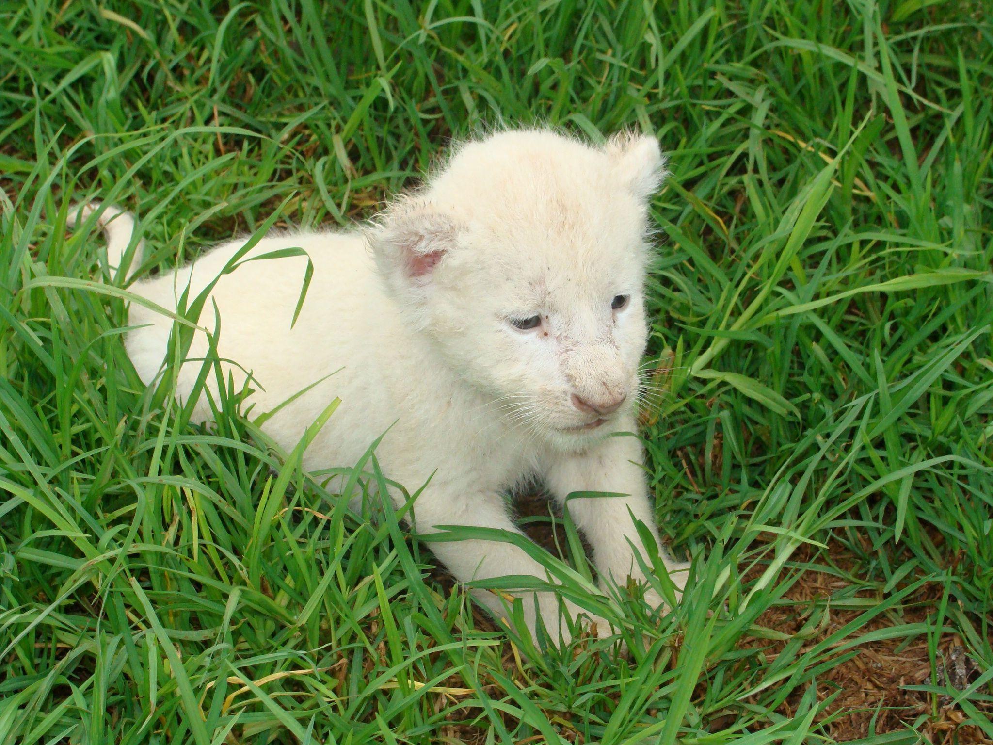 2048x1536 White lion
