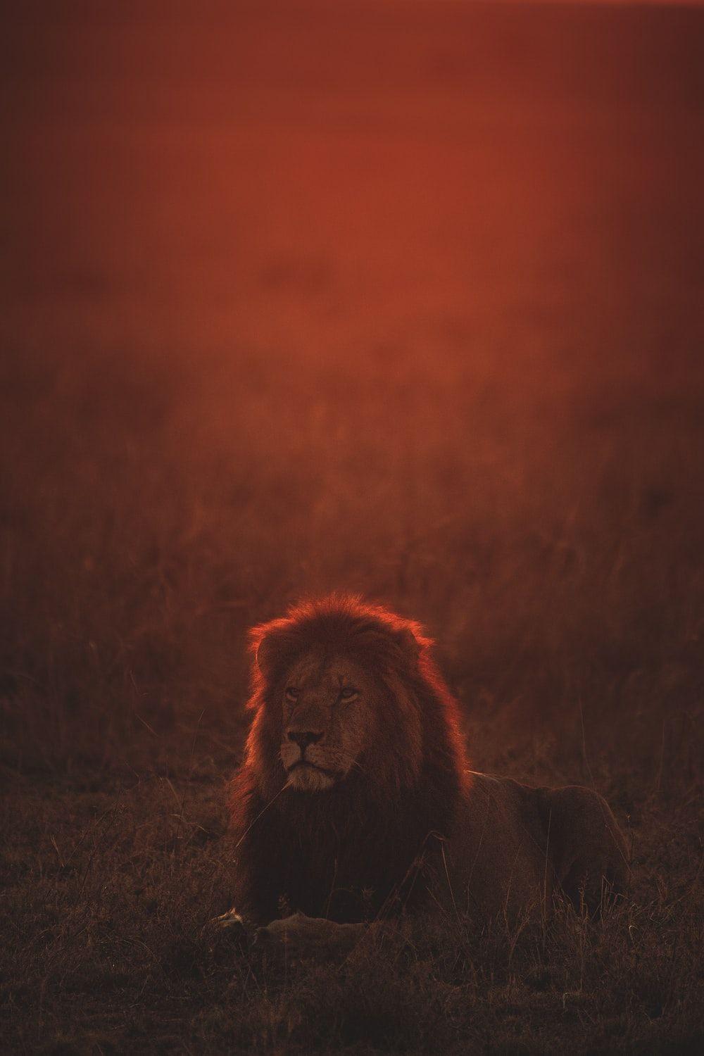1000x1500 Lion Wallpaper: Free HD Download [HQ]
