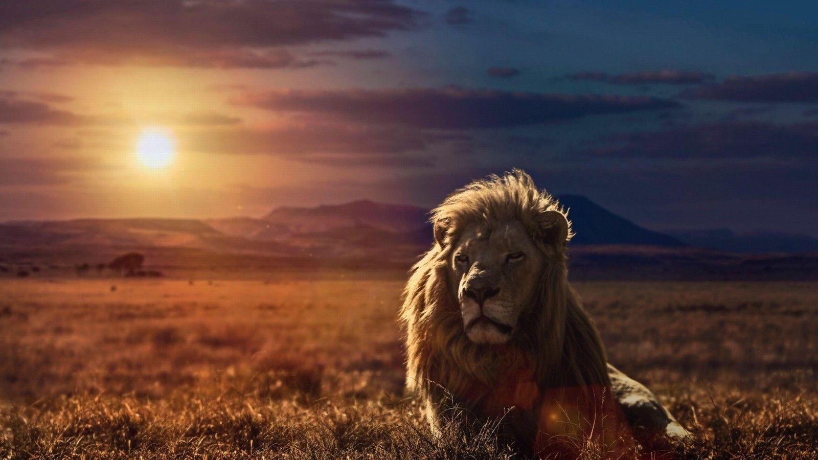 1600x900 Lion HD Wallpaper Lion HD Picture Free Download HD 1600×1000 Lion Image Wallpaper (39 Wallpaper). Adorabl. Lion HD wallpaper, Savannah chat, Lion picture