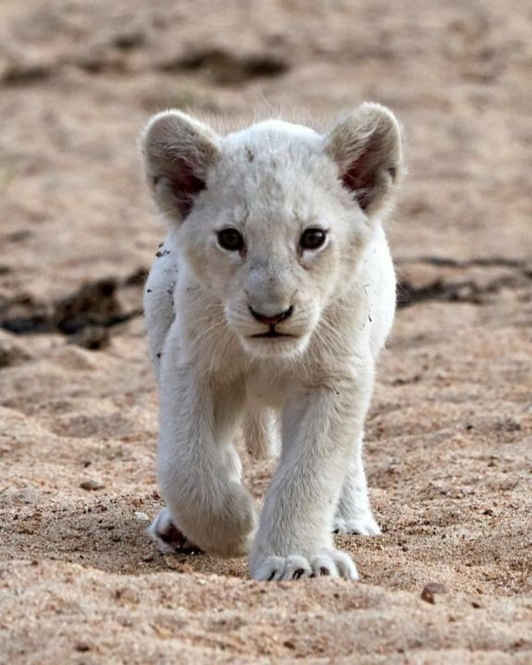 1080x1349 Animals
