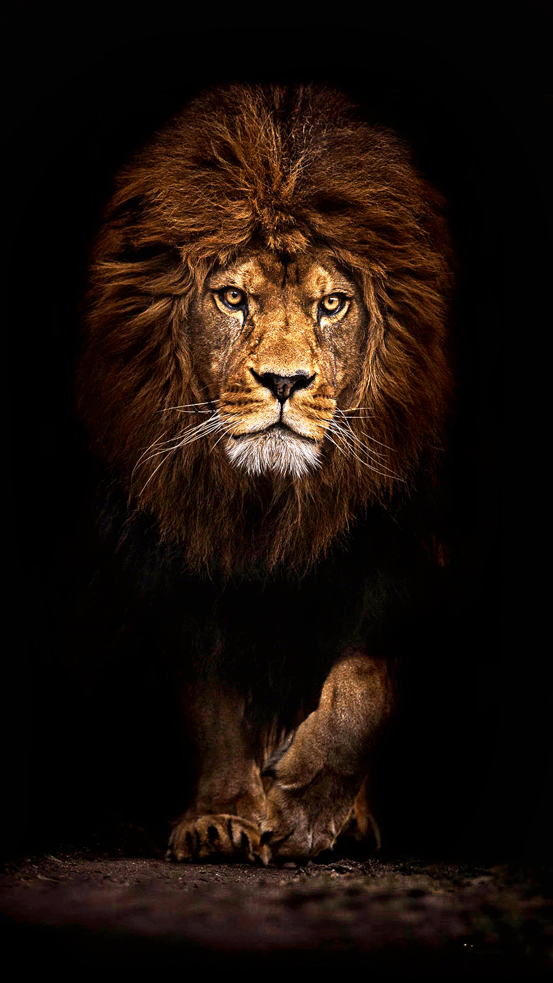 1080x1920 Lion Wallpaper Android .