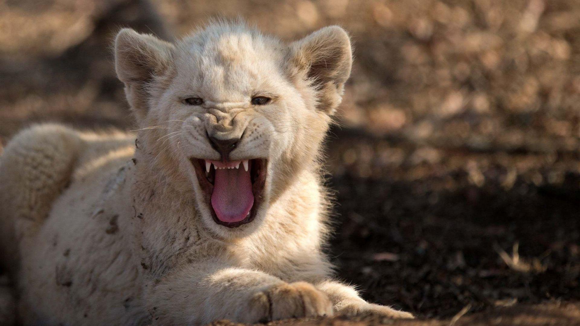 1920x1080 Desktop Wallpaper Angry, Baby White Lion, Cub, Wild Animal, HD Image, Picture, Background, Niopmc