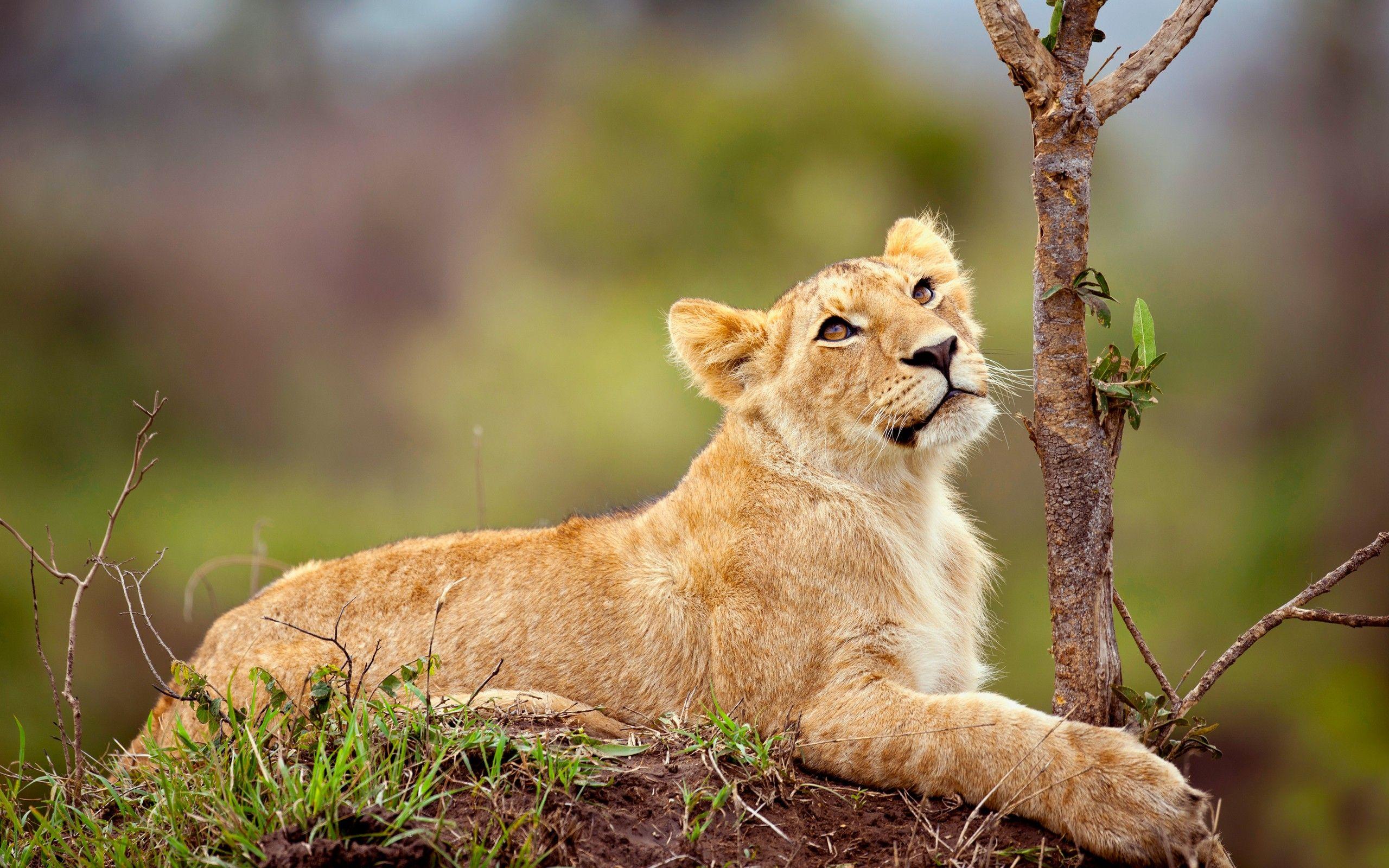 2560x1600 Wallpaper 4k White Lion Cub Wallpaper