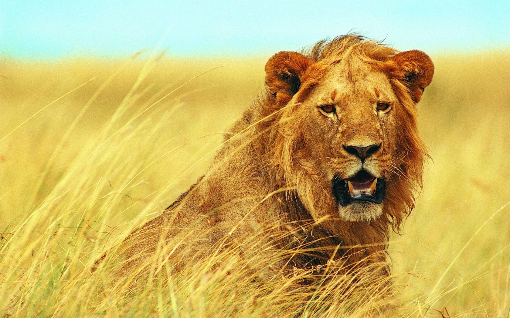 1680x1050 Golden Young Lion Wallpaper