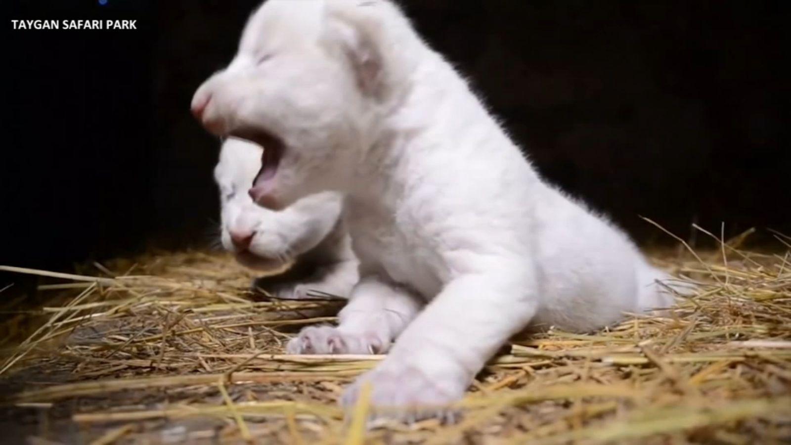 1600x900 Two rare white lion cubs born in Crimea safari park San Francisco