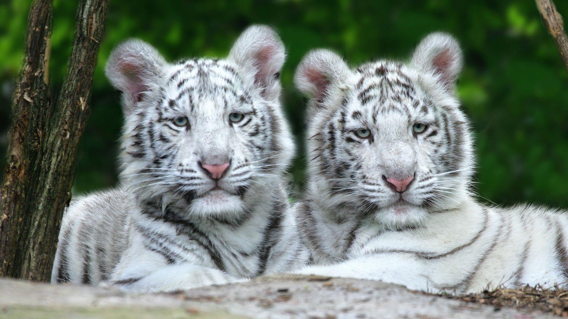 1920x1080 White Lion Cubs