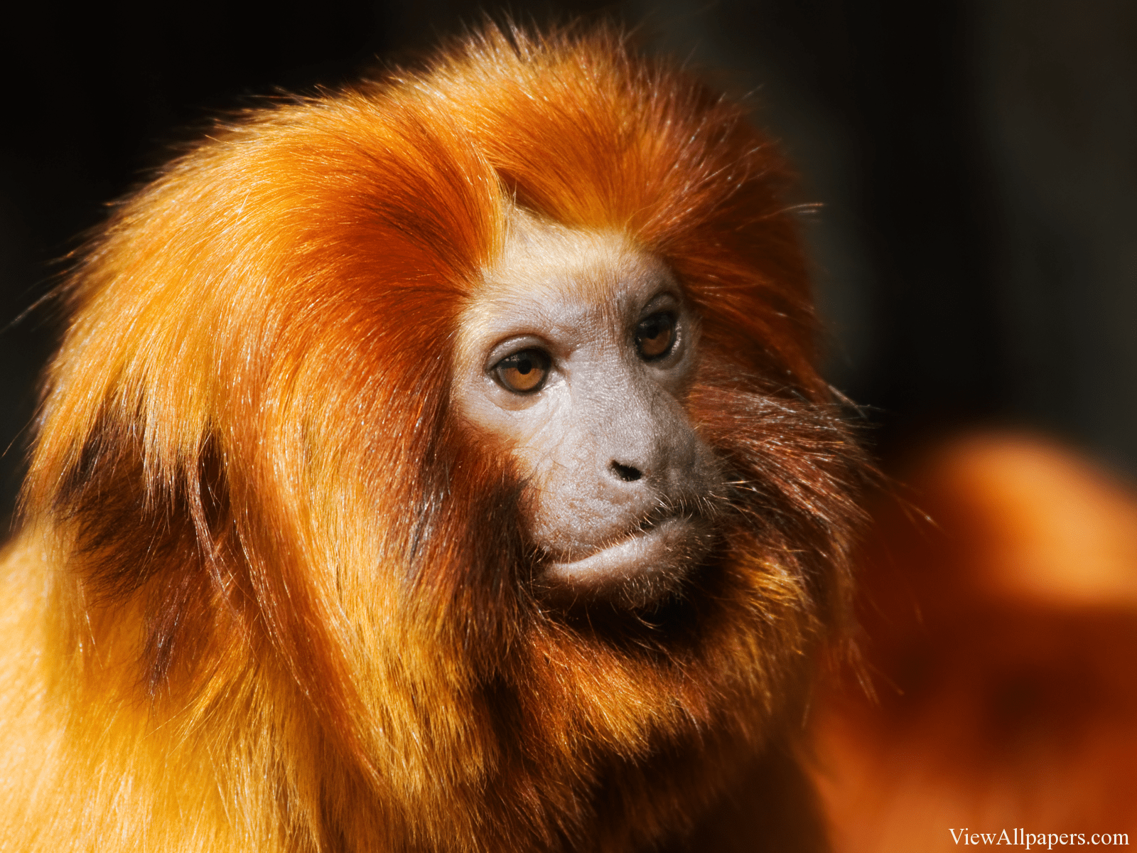 1600x1200 Golden Lion Tamarins. Female Celebrities HD Wallpaper. Golden lion tamarin, Majestic animals, Animals