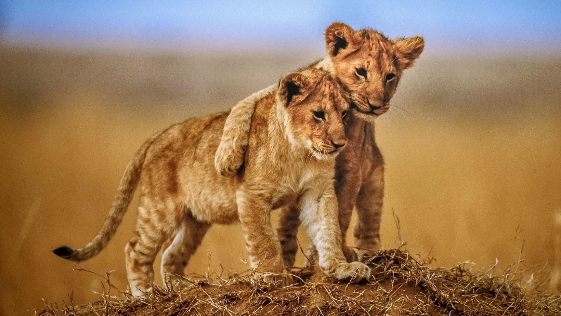 1920x1080 Wallpaper Cute Lion Image